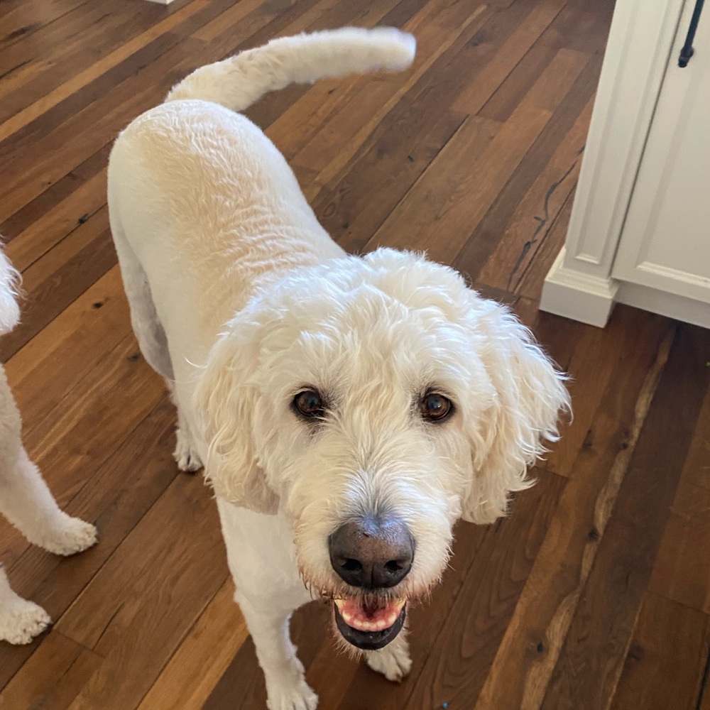 Meet your Posher, Cooper